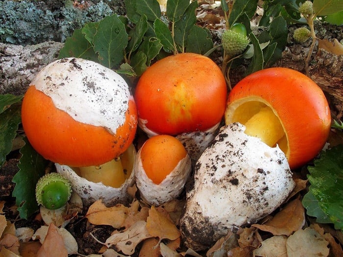 Loại nấm nhìn như lòng đỏ trứng gà, giá lên tới 300.000 đồng/kg